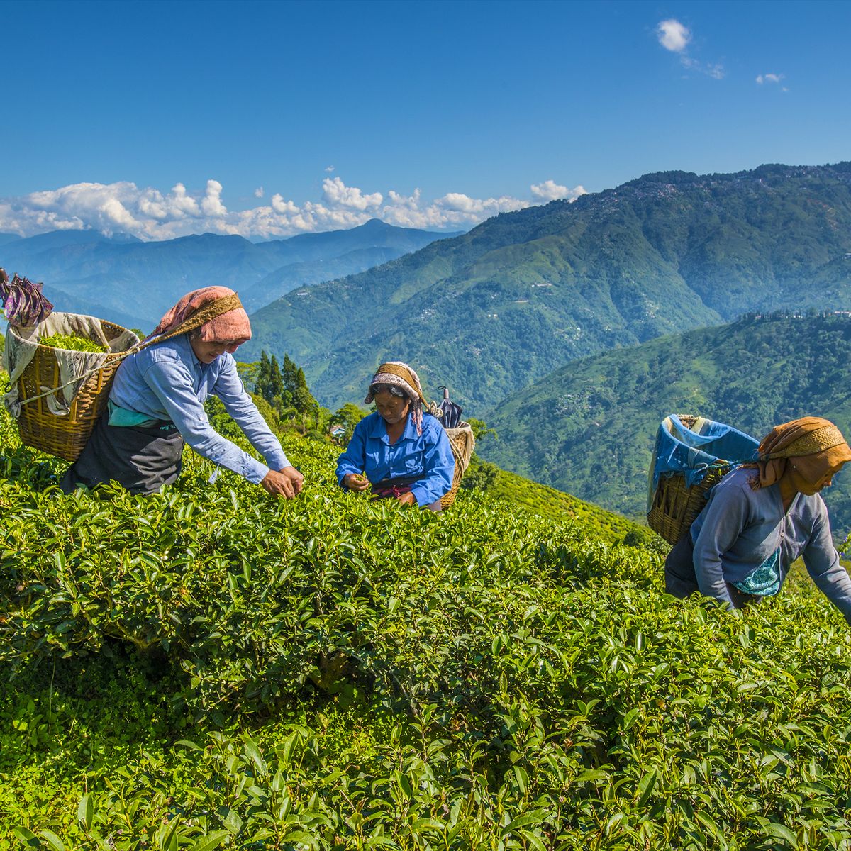 tea garden illam