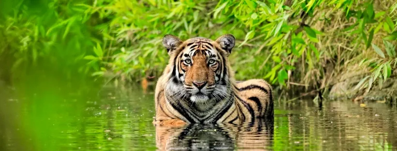Royal Bengal Tiger seen in Chitwan National Park.